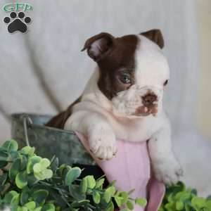 Bambi, Boston Terrier Puppy